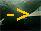 �C�g�J���͌^����